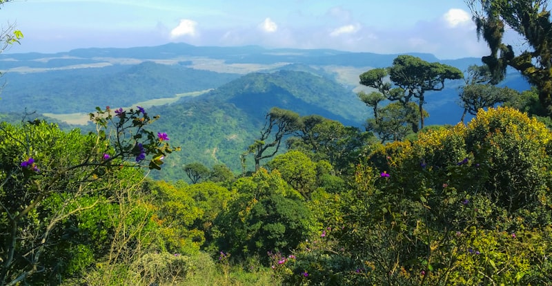 Dense cloud forest canopy draped in moss and epiphytes at Horton Plains