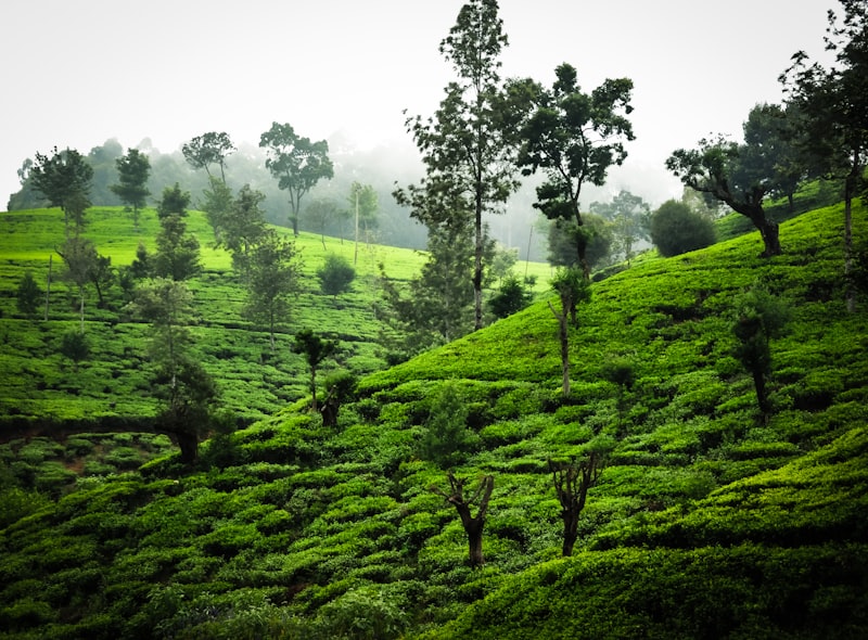 Tea plucker in lush green tea plantation near Nuwara Eliya