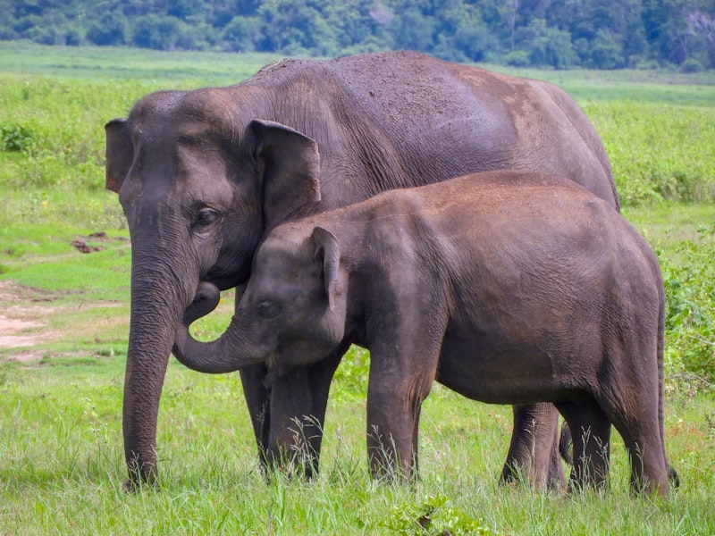 Large herd of elephants walking down the road from the orphanage to the river