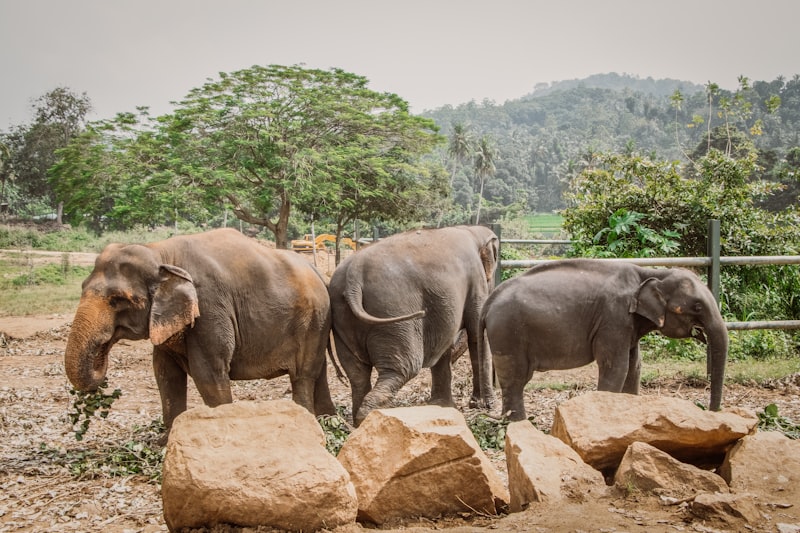 Close-up of an elephant eating palm fronds at the Pinnawala feeding area
