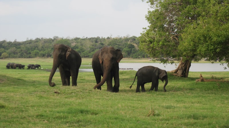 Handmade paper products crafted from elephant dung at the paper factory