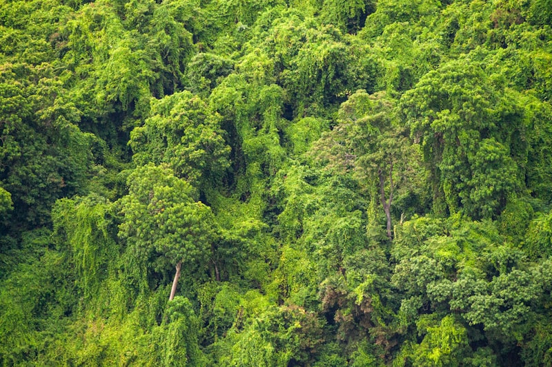 A narrow trail winding through towering trees and dense undergrowth in Sinharaja