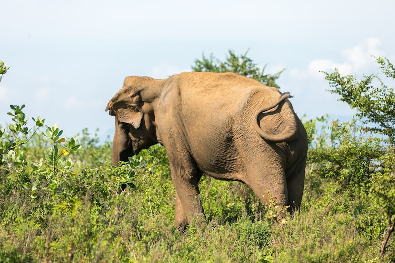 A large bull elephant with impressive tusks standing near the reservoir at sunset
