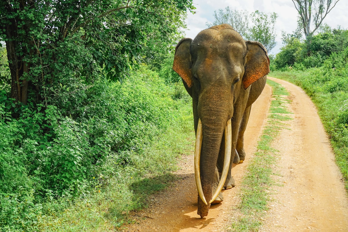 A herd of wild elephants walking across golden grasslands with the Udawalawe Reservoir and distant mountains in the background