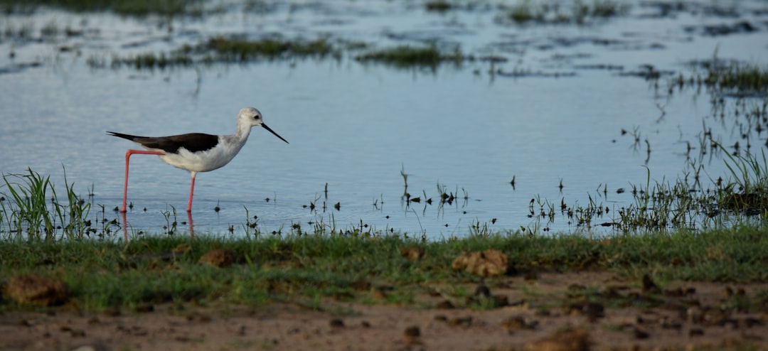 Wild boar family crossing a path in Yala