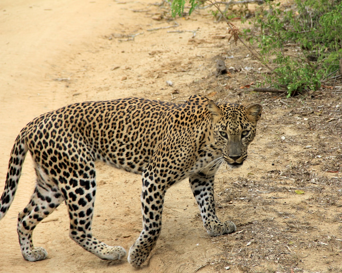 A leopard resting on a rock in Yala National Park